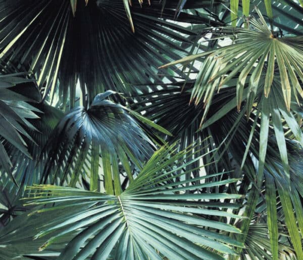 Toile imprimée de feuilles de palmiers, ambiance jungle