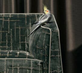 Rubelli<br>Tissu Scratch